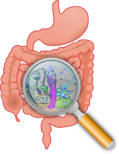 Autonomy of stomach