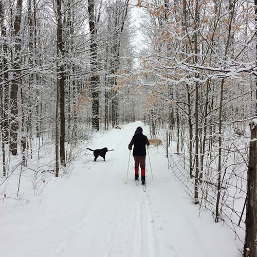 Dr Chelsea Corrigan skiing with 2 dogs