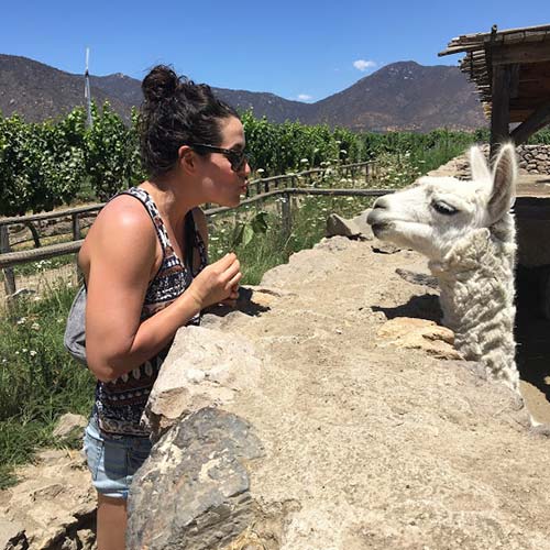 Dr Chelsea Corrigan making a kissing face at an alpaca